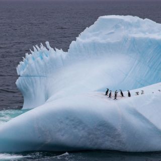 Zügelpinguine auf einem Eisberg