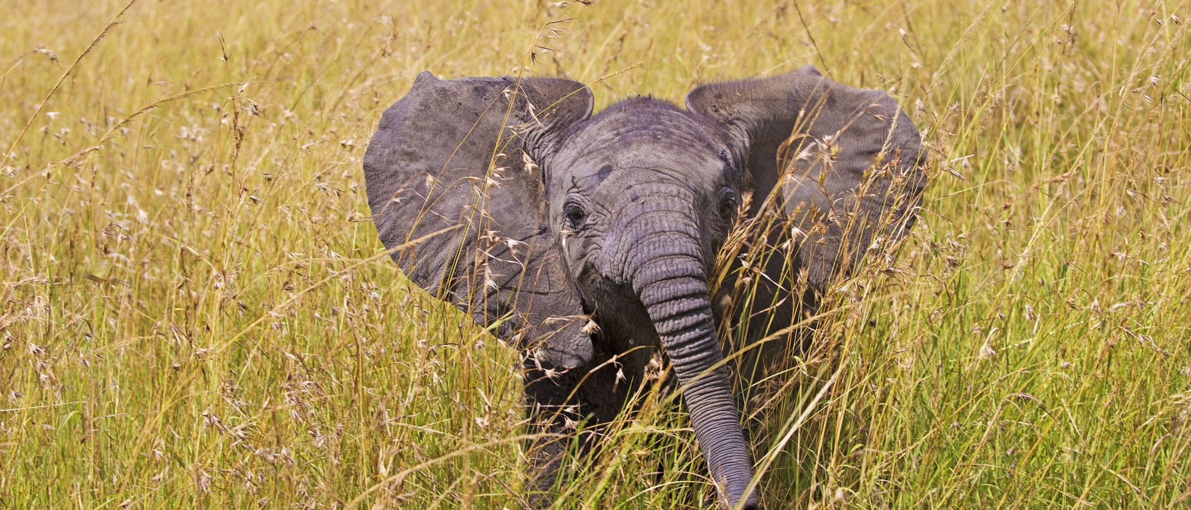 Junge Elefanten sind immer neugierig