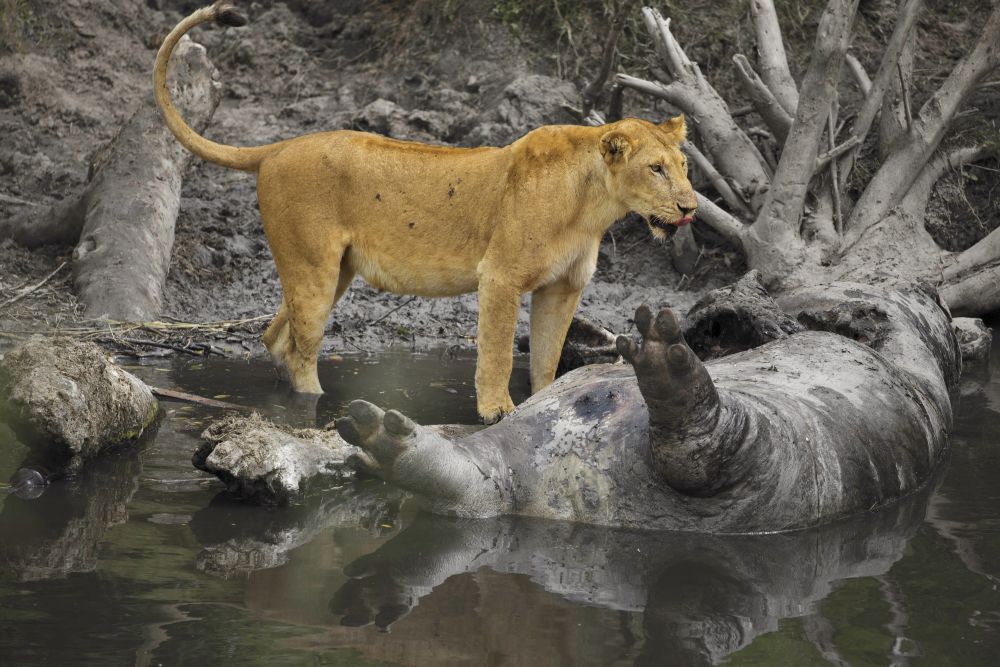 Löwin vor totem Flusspferd