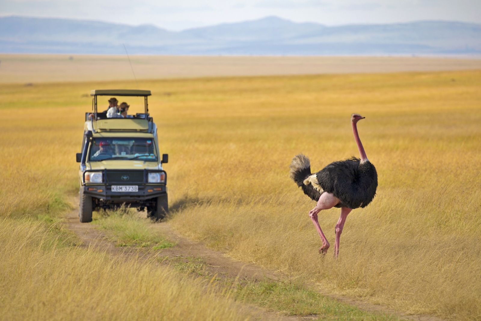Strauß in der Masai Mara
