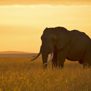 Elefant in der Abendsonne