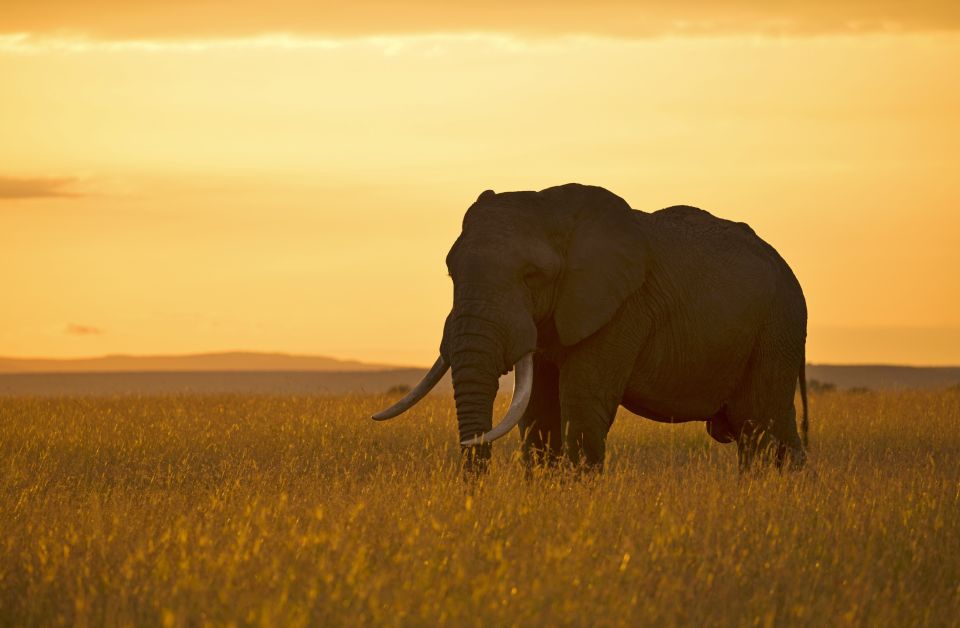 Elefant in der Abendsonne