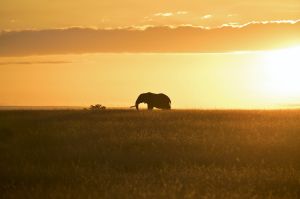 Elefant in der Masai Mara