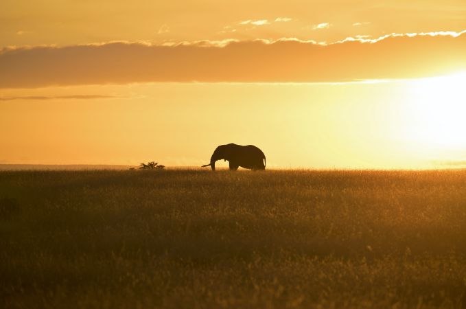 Elefant in der Masai Mara © Diamir