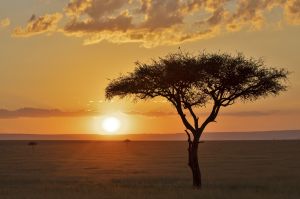 Schirmakazie vor afrikanischem Sonnenuntergang