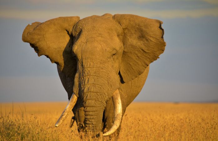 Elefant in der Masai Mara © Diamir