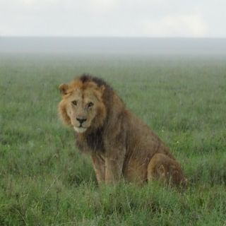 Au dem Weg in die Serengeti