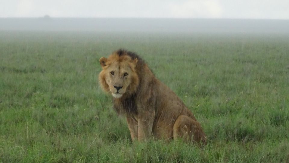 Au dem Weg in die Serengeti