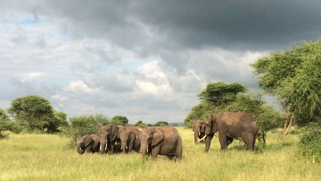 Elefanten im Nationalpark Tarangire