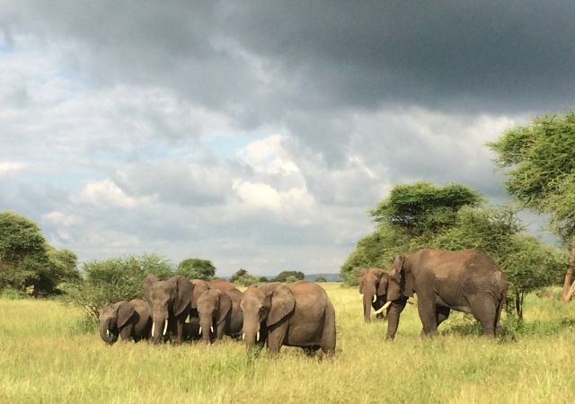 Elefanten im Tarangire-Nationalpark