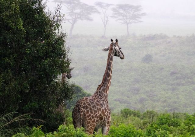 Blick in den Arusha Nationalpark