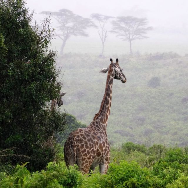 Blick in den Arusha Nationalpark