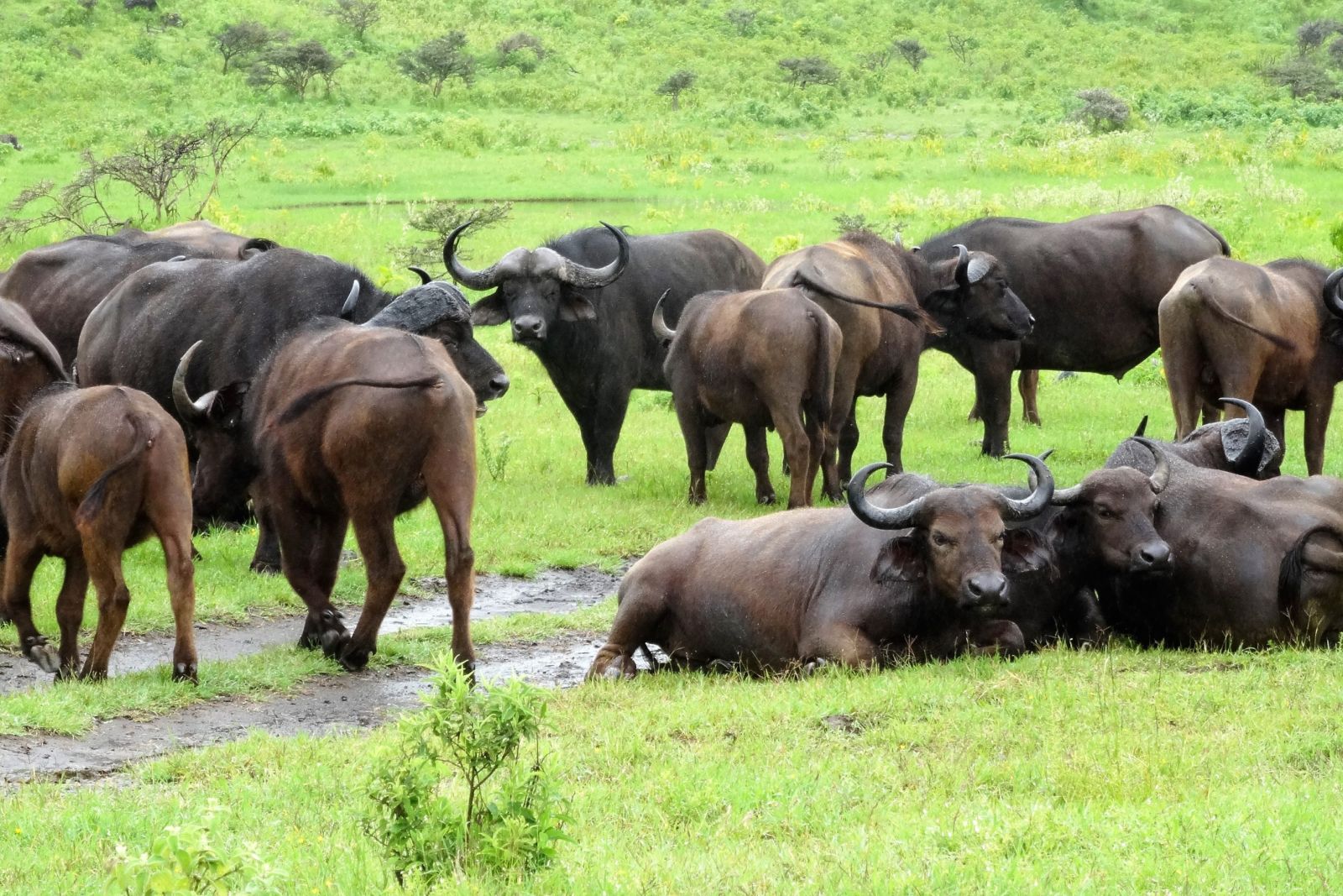 Büffelherde im Arusha Nationalpark