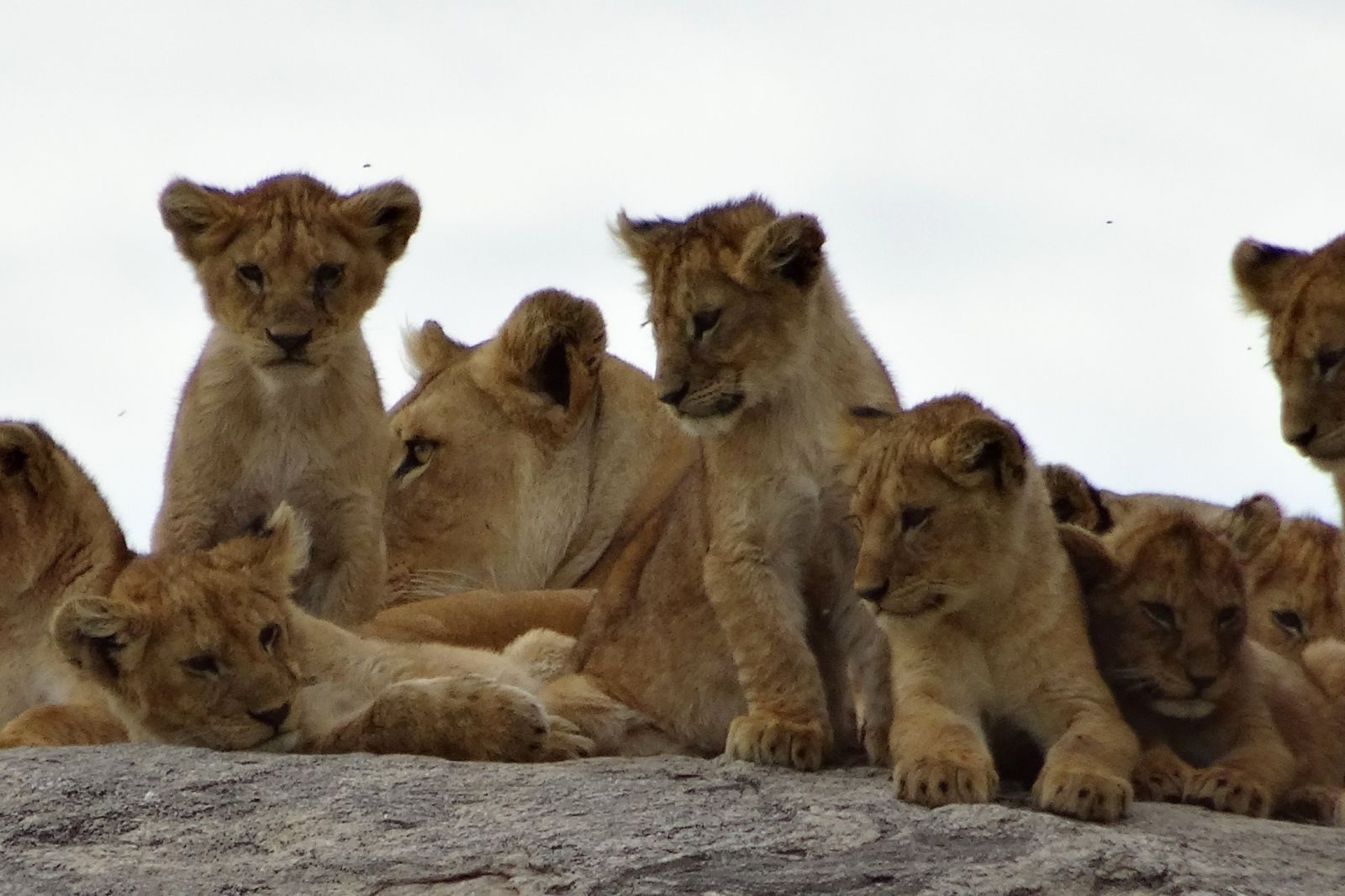 Löwen-Kindergarten in der Serengeti