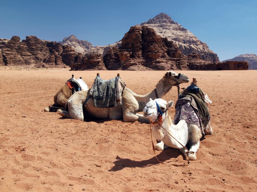 Wadi Rum Felsformationen und Kamel-Siesta