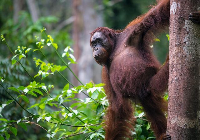 Orang-Utan Weibchen im Tanjung-Puting-Nationalpark