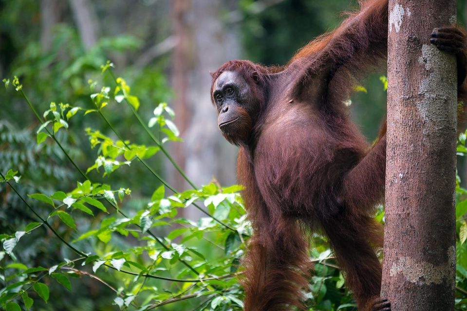 Orang-Utan Weibchen im Tanjung-Puting-Nationalpark