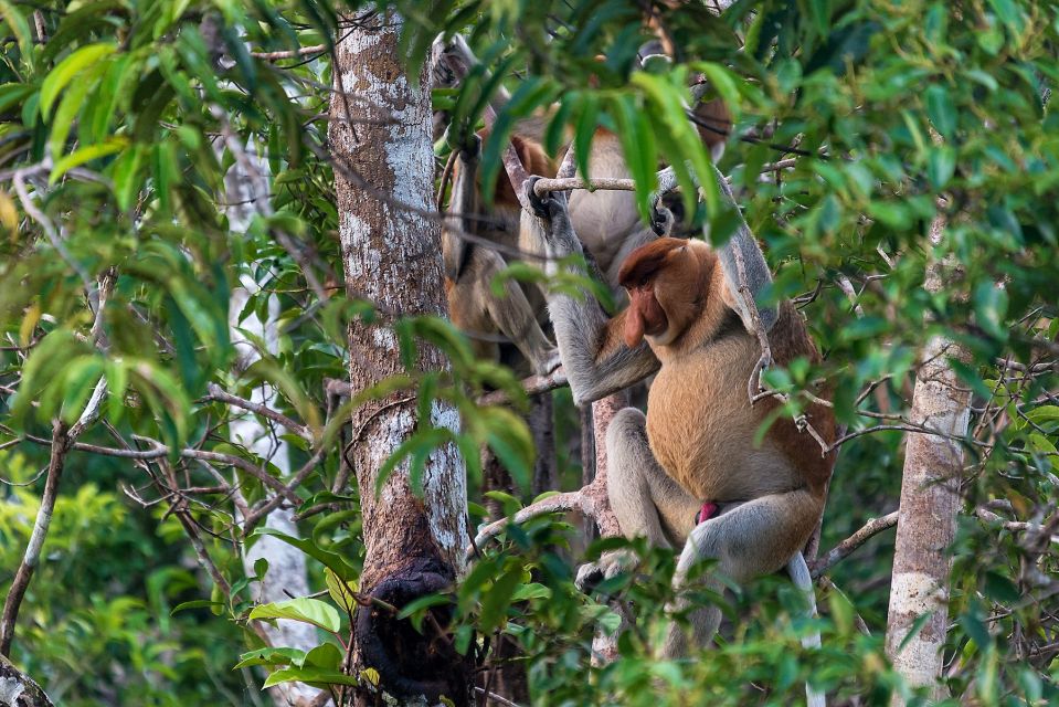 Langnasenaffen auf Borneo