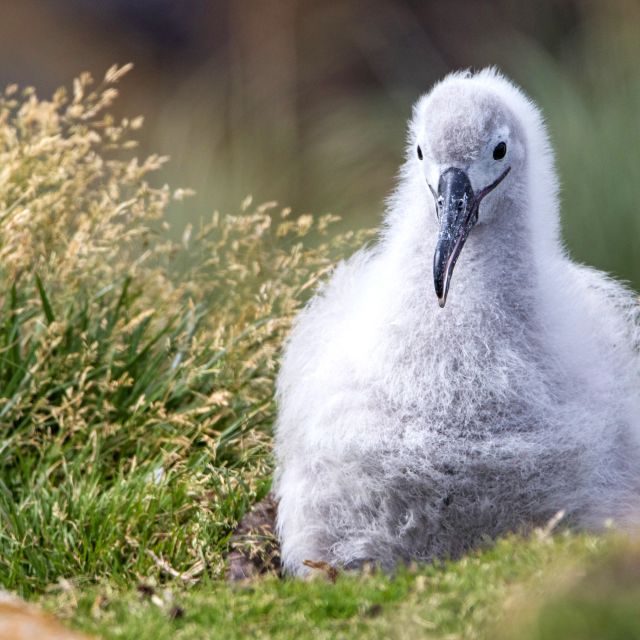 Albatrosküken auf Falkland