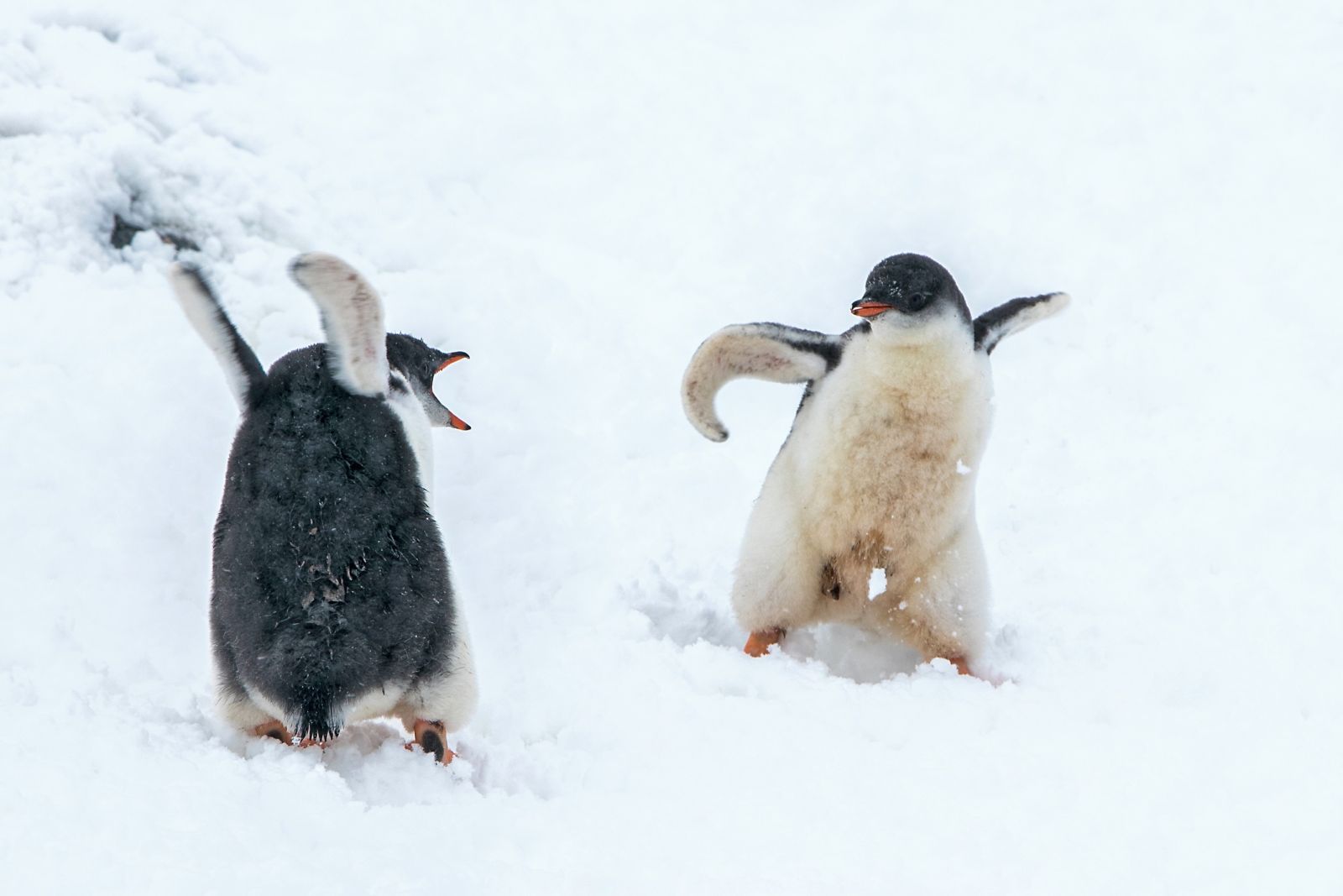 Zoff im Pinguin-Kindergarten