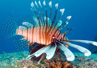 farbenfrohe Unterwasserwelt auf den Seychellen