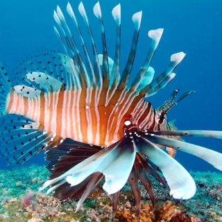farbenfrohe Unterwasserwelt auf den Seychellen