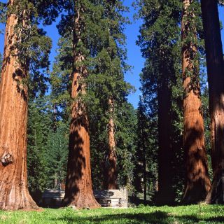 Mariposa Grove mit Sequoia-Bäumen, Yosemite-Nationalpark, Kalifornien