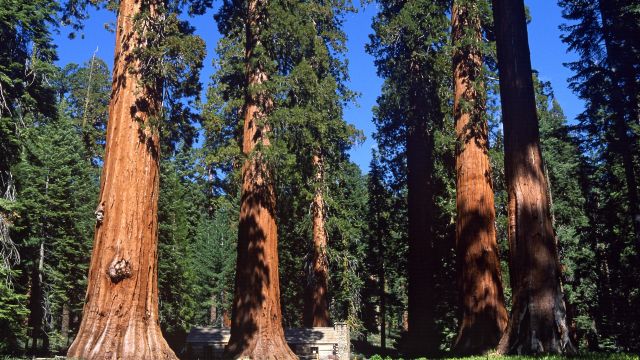 Mariposa Grove mit Sequoia-Bäumen, Yosemite-Nationalpark, Kalifornien