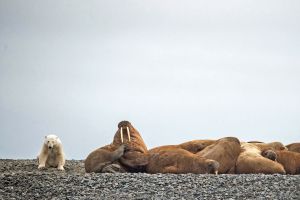 Eisbär und Walrosskolonie auf der Taymyr-Halbinsel