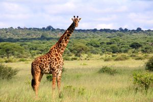 Begegnung bei einer Safari zu Fuß