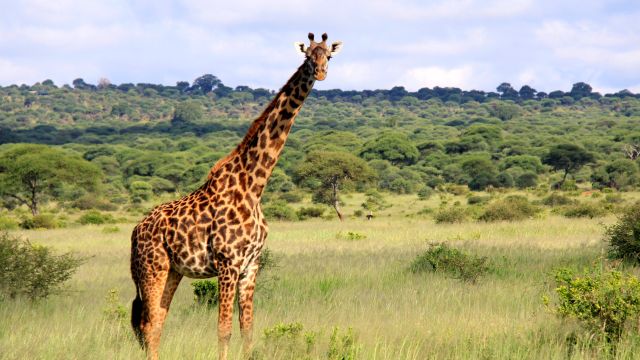 Begegnung bei einer Safari zu Fuß