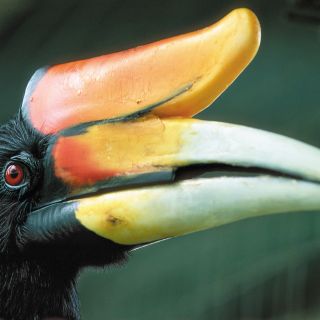 Nashornvogel, manchmal auch nur Hornvogel genannt, im Dschungel von Borneo