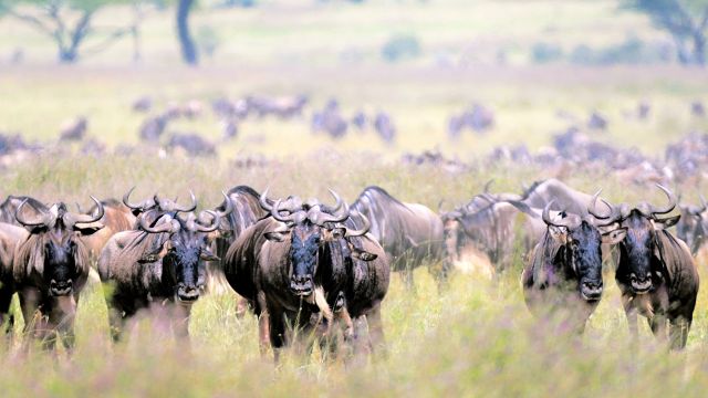 Die Gnus in endlosen Herden in der Mara