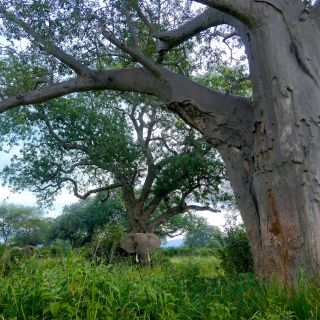 Baobab im Tarangire