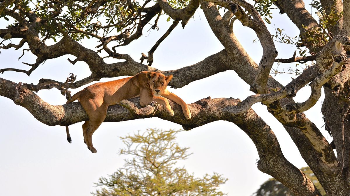 Safari im Queen-Elizabeth-Nationalpark: Baumlöwen gesichtet