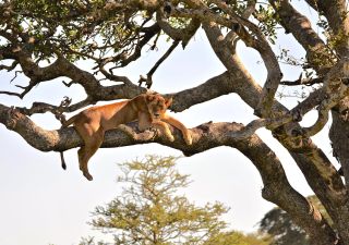 Baumlöwe in der Serengeti