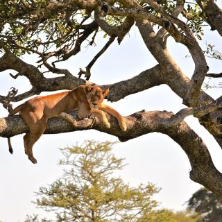 Baumlöwe in der Serengeti