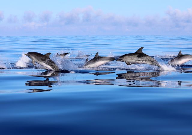 Delfine vor der Insel Pico