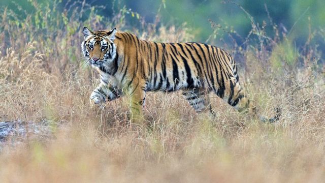 Tiger im Bandhavgarh-Nationalpark