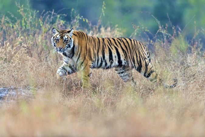 Tiger im Bandhavgarh Nationalpark © Diamir