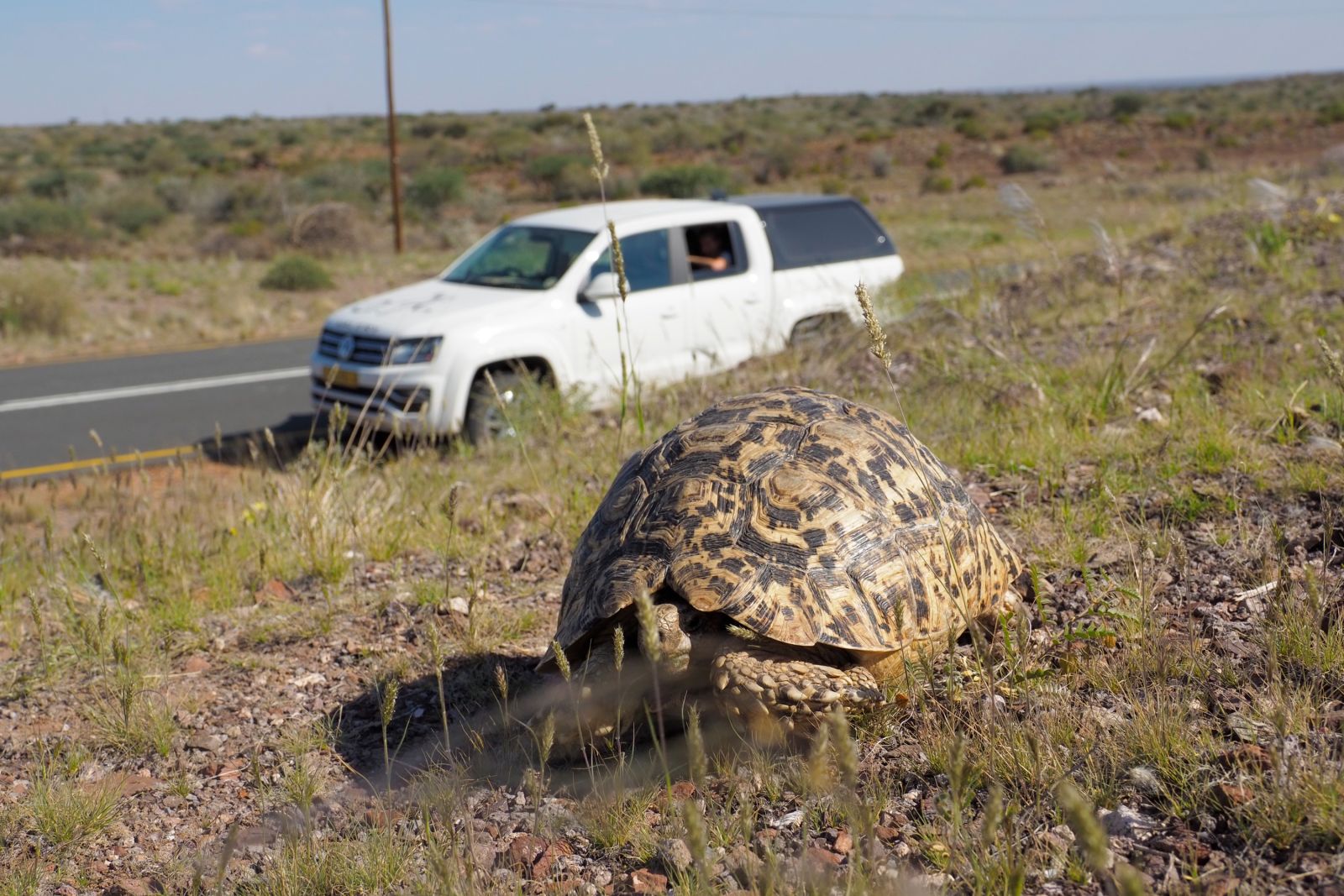 Jeden Tag eine gute Tat – hier, Schildkröte von der Straße gerettet