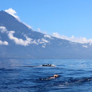 Schnorcheln mit Delfinen vor der Kulisse des Pico