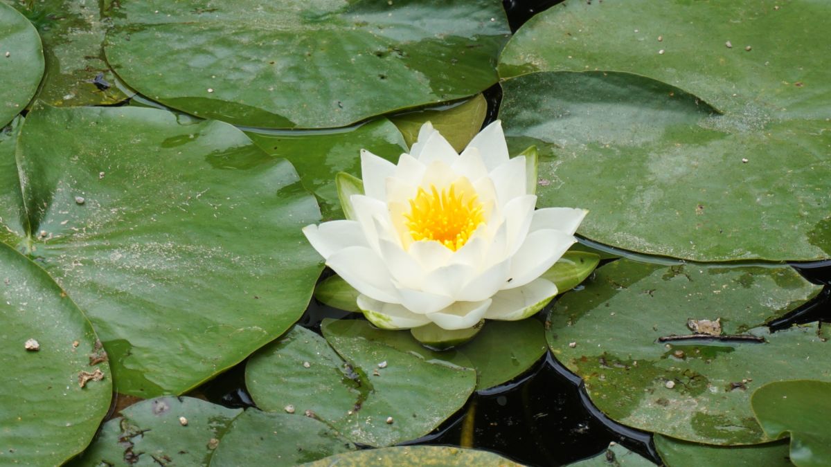 Lotus – Symbol für Schönheit und Weisheit 