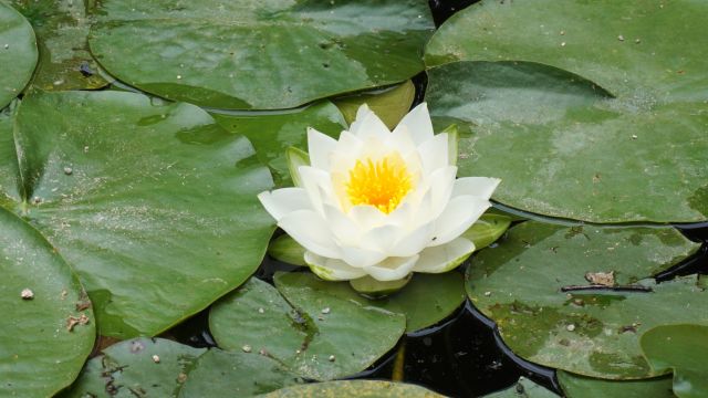 Lotus - Symbol für Schönheit und Weisheit