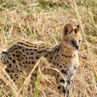 Serval, die Afrikanische Wildkatze