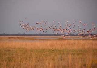 1000 Flamingos