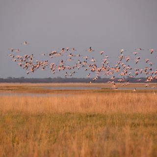1000 Flamingos