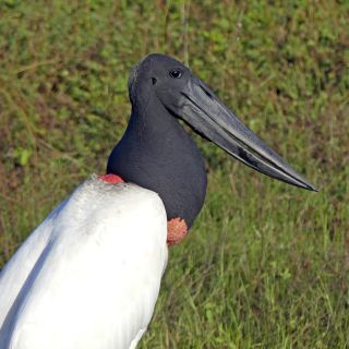 Wappentier des Pantanal – der Jabiru Storch