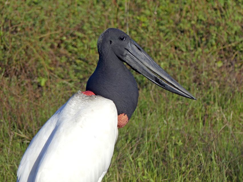 Wappentier des Pantanal - der Jabiru Storch
