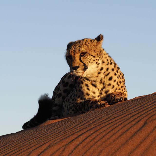 Tolle Fotomotive - Geparden in der Wüste